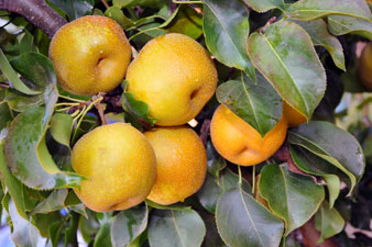 Nashi Fruits